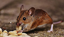 24 Hour & Emergency Exterminators in Sharon, NC